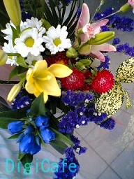 真央・詩織・しおり・しーたん・あにいるサクラ